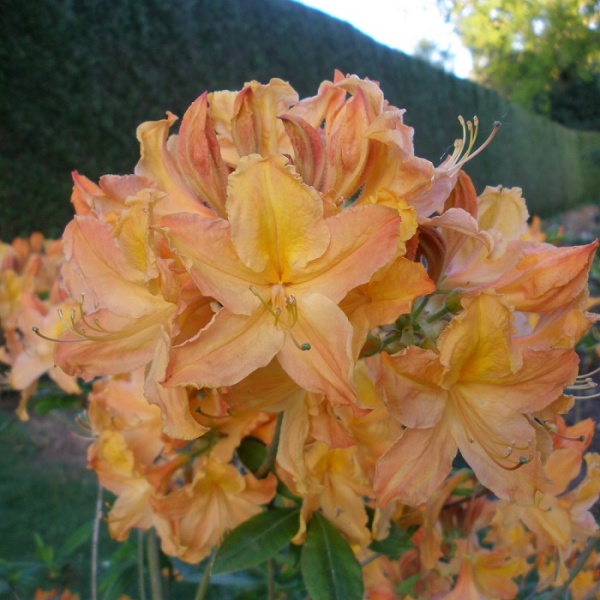 Рододендрон листопадный Golden Lights